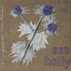 Sea Holly by Beverly Boucher