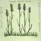 Sweet Vernal-grass, Bronwen Jenkins