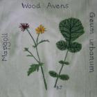 Wood Avens, Bronwen Jenkins