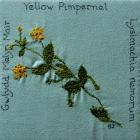 Yellow Pimpernel, Bronwen Jenkins