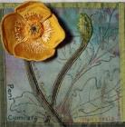 Welsh Poppy, Bronwen Wathan