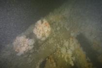 Marine Life on the Wreck of the CARTAGENA:...
