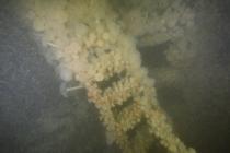 Marine Life on the Wreck of the CARTAGENA:...