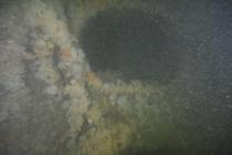 Marine Life on the Wreck of the CARTAGENA :...