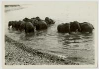 Elephants in Watchtower Bay, Barry