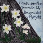Snowdon Lily, Alison Howells, 2014