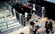 Livestock market, Cowbridge 1970s 