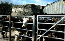 Cattle market, Cowbridge 1970s 