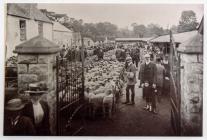 Cowbridge sheep market ca 1910 