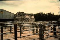 Cowbridge cattle market pens 1982  