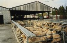 Cowbridge sheep market 1994 