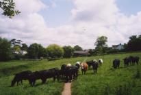 The 'Three Fields', Cowbridge  2000 