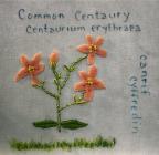 Common Centaury by Judith Davies
