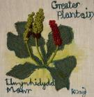 Greater Plantain by Karen Craig