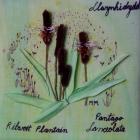 Ribwort Plantain by Margaret Morris