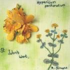 Perforate St John's Wort by Rhian Simons