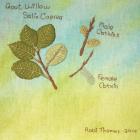 Goat Willow by Robi Thomas