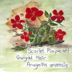 Scarlet Pimpernel by Sheila Jones