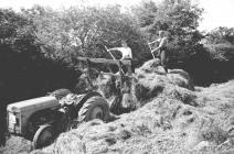 31 Unloading onto a silage pit, 1952