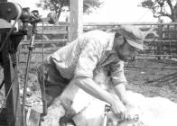 Alan Bush, shearing, Pantyrhuad