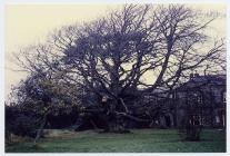 Lost copper beech, Old Hall, Cowbridge 1971  