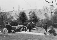 Felling of copper beech, Old Hall, Cowbridge...