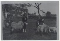 Sheepfarming at Great House, Aberthin 1930s