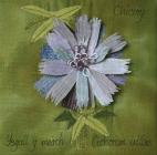 Chicory, Elizabeth Savage