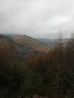 Corris Forest