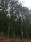 Corris Forest Trees