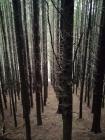 Corris Forest Trees