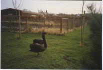 Duckpond behind North Road, Cowbridge 1990s 