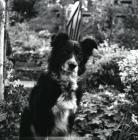 Border Collie at Yr Efail