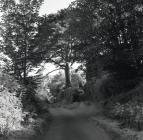 Road past Bryncaemaelir farm