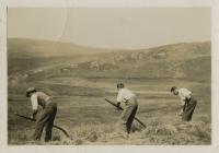 Scything in the field