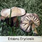 Entoloma eryriensis by Marysia Penn
