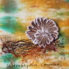 Split-Gill Fungus by Brenda Rees