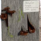 Jelly Ear by Elinor Tourlamain