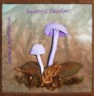 Amethyst Deceiver by Elizabeth Hughes