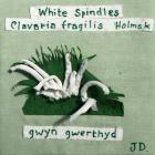 White Spindles by Judith Davies
