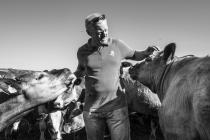 “Beef Cattle Farmer Paul Williams”, Llanwrst -...