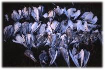 Dead terns at Cemlyn