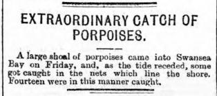 Extraordinary catch of porpoises - Article from...