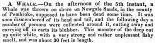 A Whale - Article from The Cambrian, 1833