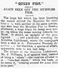 Queer Fish - Article from The Cambrian, 1906