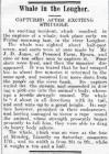 Whale in the Loughor - Article from The...