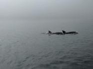 Bottlenose dolphins in the mist at New Quay, 2018