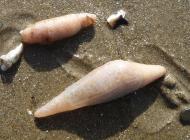 Sea Cucumbers