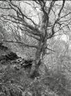 Ceinws/Esgairgeiliog;  a gnarled old oak tree