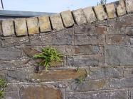 Croft St, Cowbridge 2004 - wall brick topping 